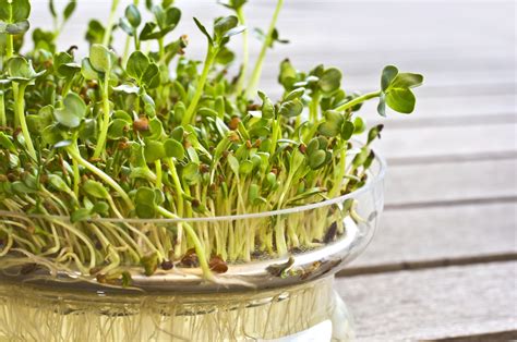 how to sprout alfalfa sprouts